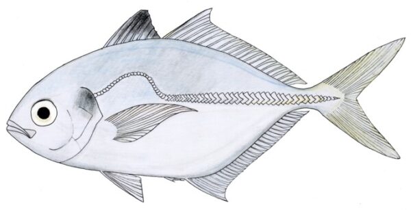 Alepes melanoptera (Alepes melanoptera) |commons:File:Alepes melanoptera.jpg