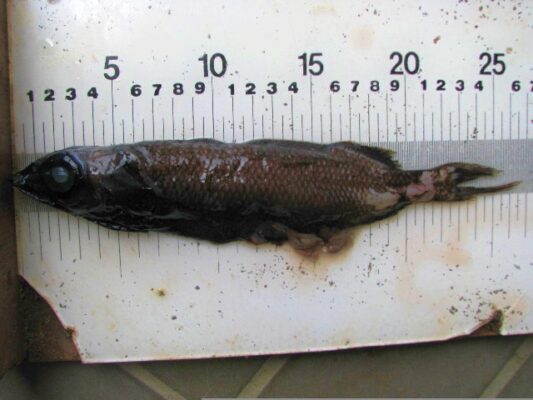 Alepocephalus australis (Alepocephalus australis) |commons:File:Alepocephalus australis.jpg