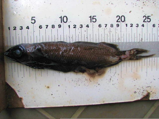 Alepocephalus australis (Alepocephalus australis) |commons:File:Alepocephalus australis.jpg