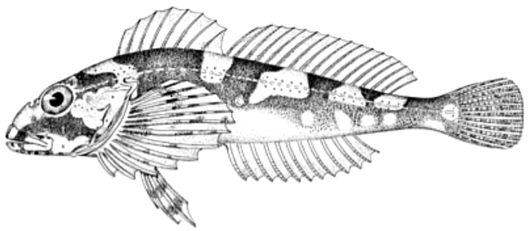 Aleutian Fringed Sculpin (Porocottus mednius) |commons:File:Porocottus mednius.png