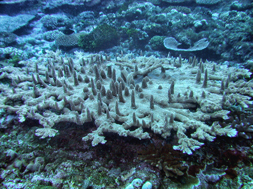 Alev Mercani Abrotanoides (Acropora abrotanoides) |commons:File:Acropora abrotanoides, Samoa.gif