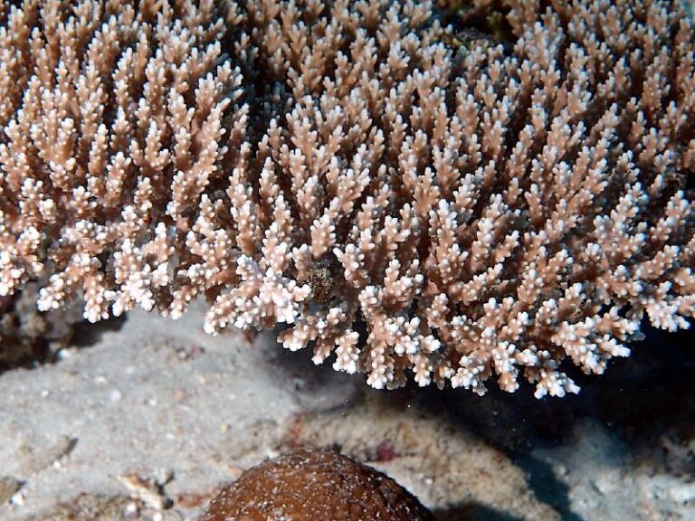 Alev Mercani Aculeus (Acropora aculeus) |commons:File:Acropora aculeus, Mayotte 2.jpg