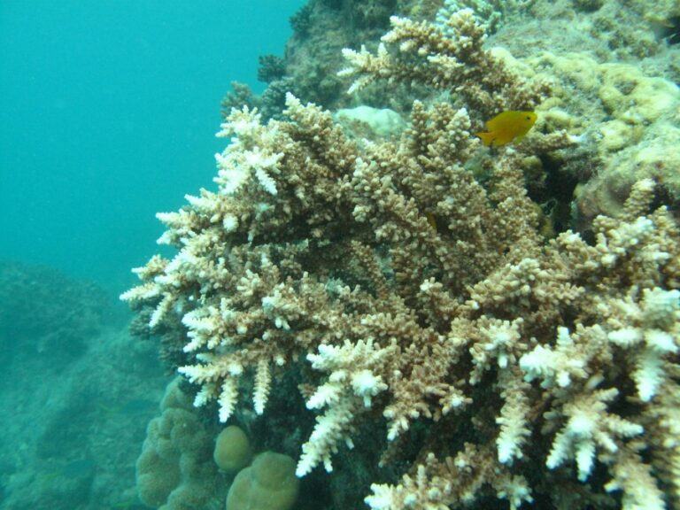 Alev Mercani Acuminata (Acropora acuminata) |commons:File:Acropora acuminata, Masig.jpg