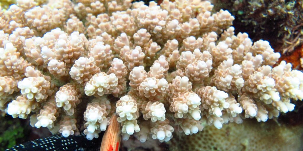Alev Mercani Anthocercis (Acropora anthocercis) |commons:File:Acropora anthocercis, axiales.JPG