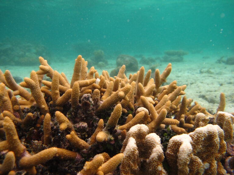 Alev Mercani Aspera (Acropora aspera) |commons:File:Acropora aspera.JPG