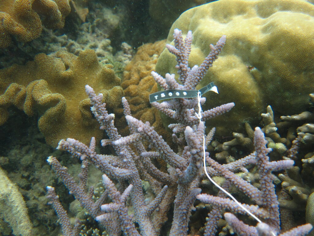 Alev Mercani Austera (Acropora austera) |commons:File:Acropora austera, Aureed.jpg