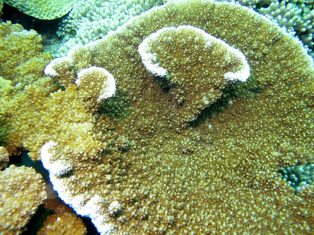 Alev Mercani Branchi (Acropora branchi) |commons:File:Acropora branchi, colonia.jpg