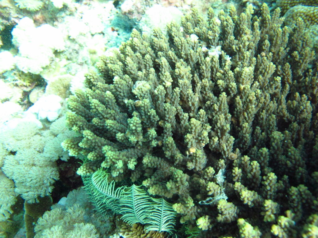 Alev Mercani Cerealis (Acropora cerealis) |commons:File:Acropora cerealis.jpg