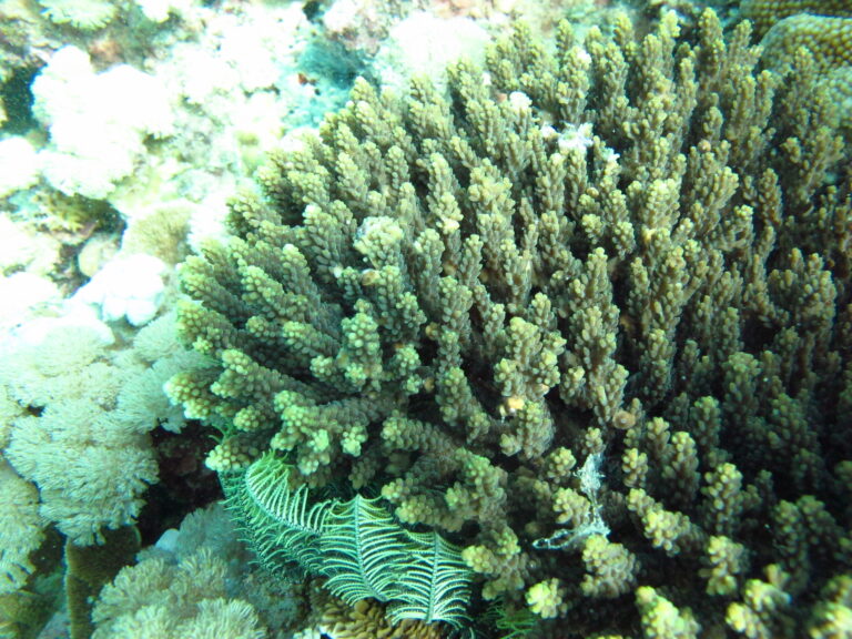Alev Mercani Cerealis (Acropora cerealis) |commons:File:Acropora cerealis.jpg