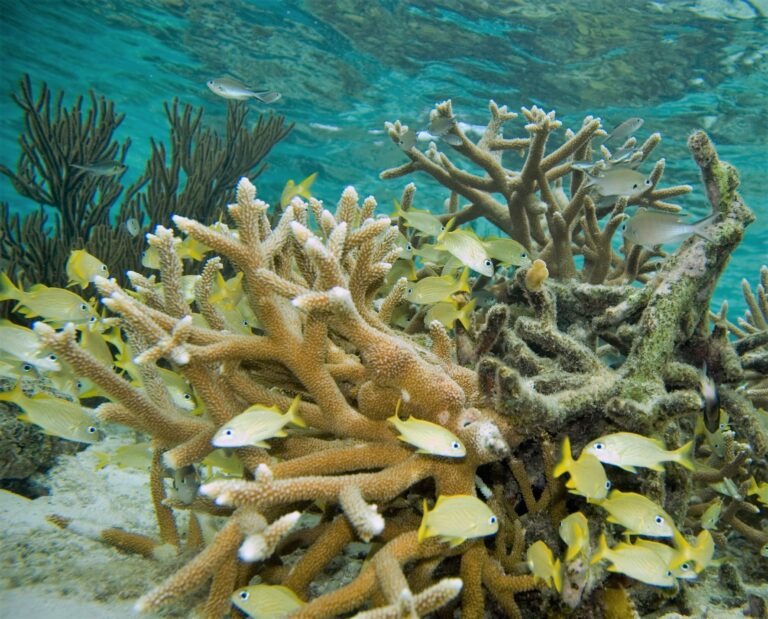 Alev Mercani Cervicornis (Acropora cervicornis) |commons:File:Acropora cervicornis, Haemulon flavolineatum y Chromis multilineata.jpg