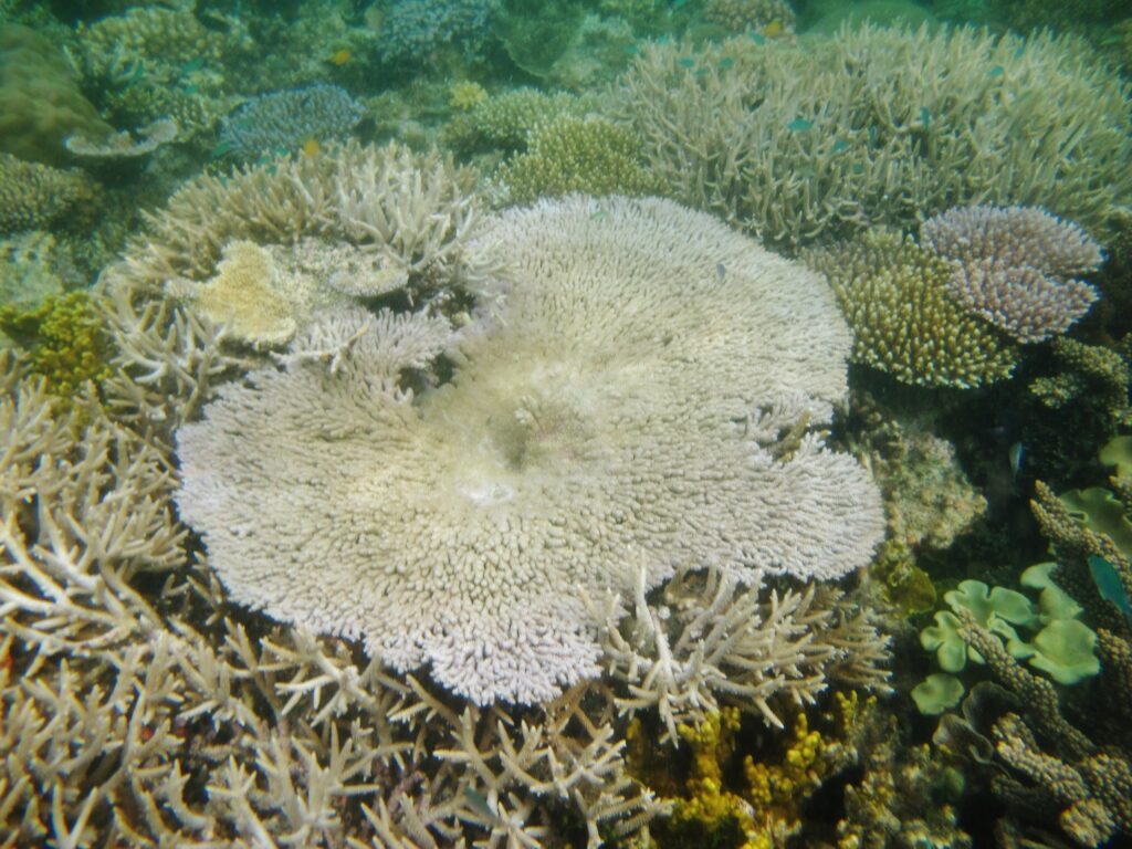 Alev Mercani Clathrata (Acropora clathrata) |commons:File:Acropora clathrata, Mer.JPG