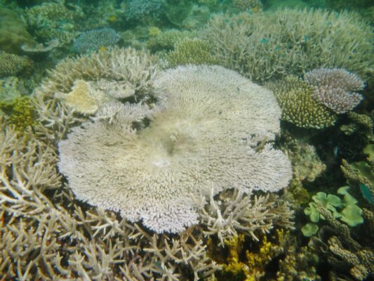 Alev Mercani Clathrata (Acropora clathrata) |commons:File:Acropora clathrata, Mer.JPG