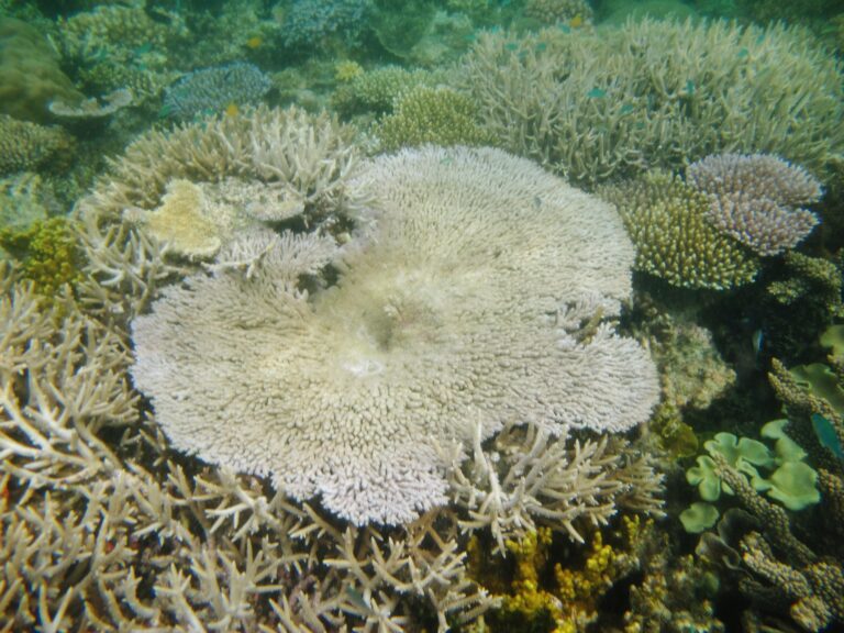 Alev Mercani Clathrata (Acropora clathrata) |commons:File:Acropora clathrata, Mer.JPG
