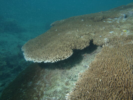 Alev Mercani Cytherea (Acropora cytherea) |commons:File:Acropora cytherea, Poruma.JPG