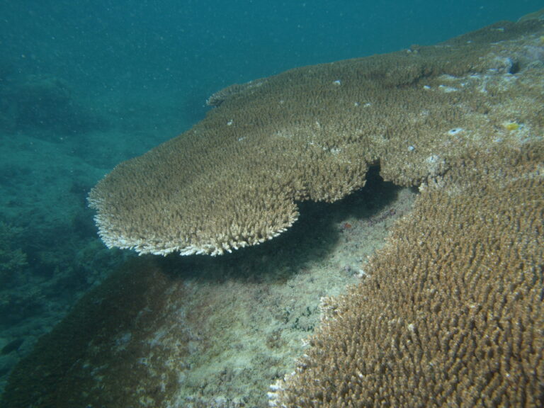 Alev Mercani Cytherea (Acropora cytherea) |commons:File:Acropora cytherea, Poruma.JPG