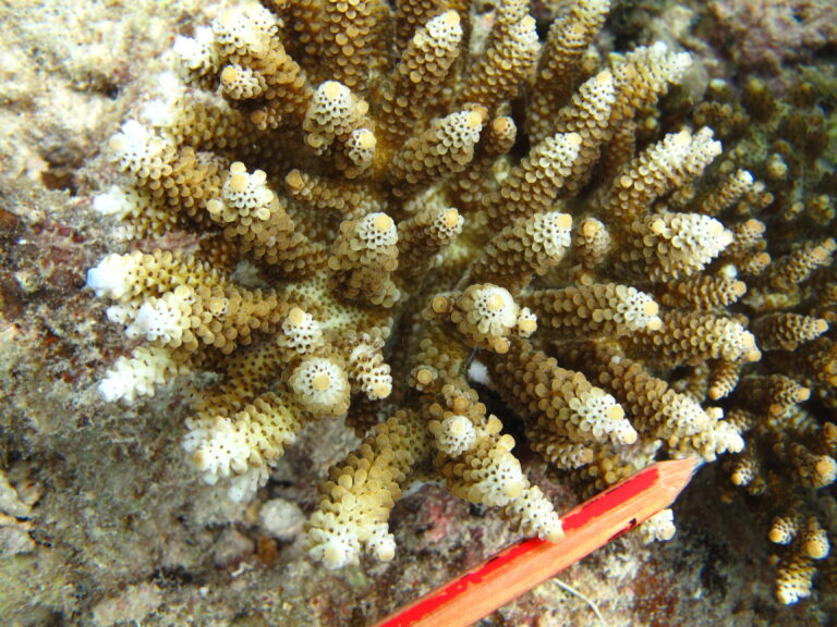 Alev Mercani Digitifera (Acropora digitifera) |commons:File:Acropora digitifera, Erub.JPG
