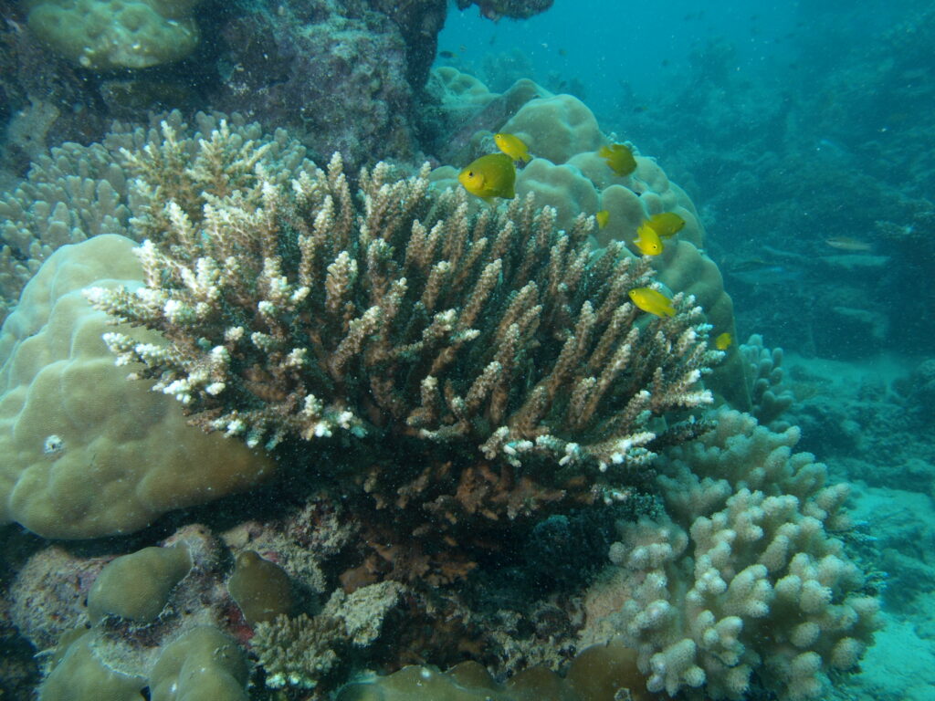 Alev Mercani Divaricata (Acropora divaricata) |commons:File:Acropora divaricata, Aureed.JPG