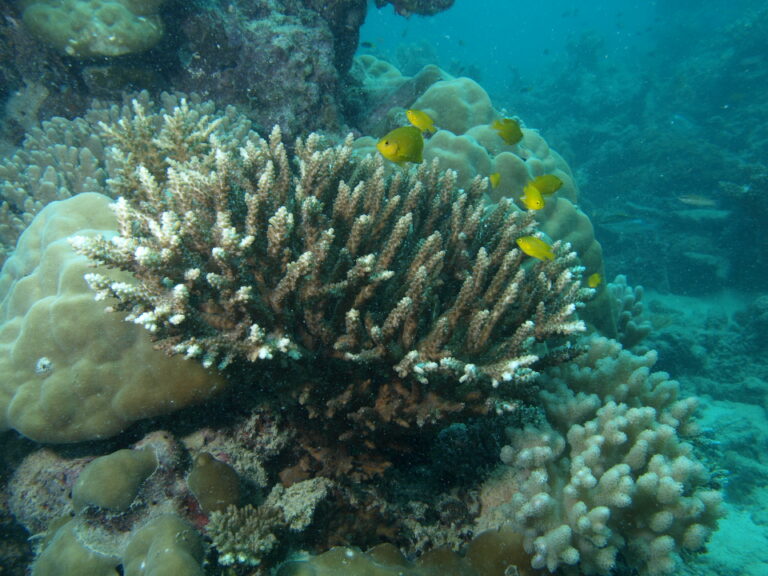 Alev Mercani Divaricata (Acropora divaricata) |commons:File:Acropora divaricata, Aureed.JPG