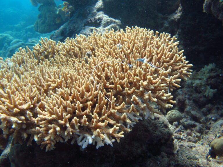 Alev Mercani Donei (Acropora donei) |commons:File:Acropora donei, Masig.jpg