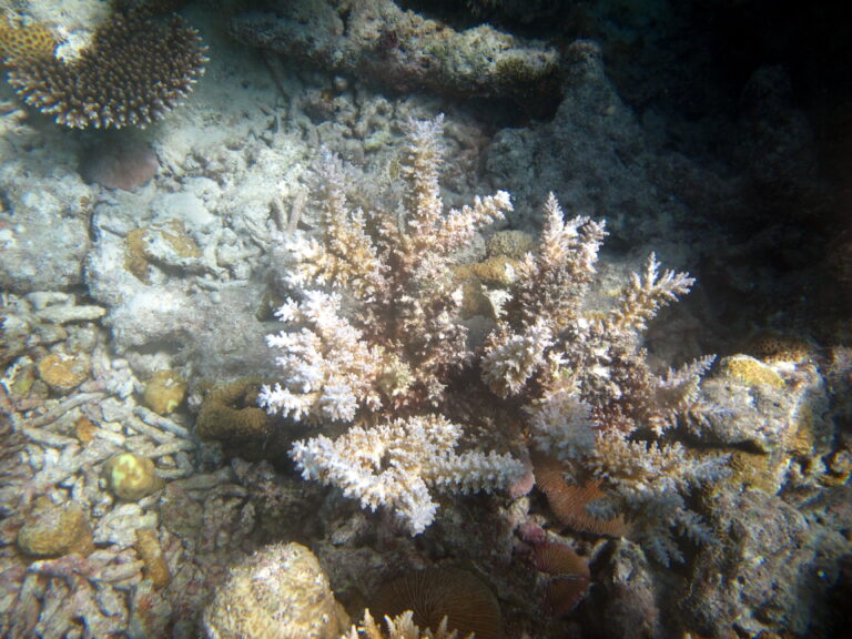 Alev Mercani Echinata (Acropora echinata) |commons:File:Acropora echinata Maldives.JPG