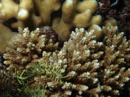 Alev Mercani Elseyi (Acropora elseyi) |commons:File:Acropora elseyi, Mer.JPG