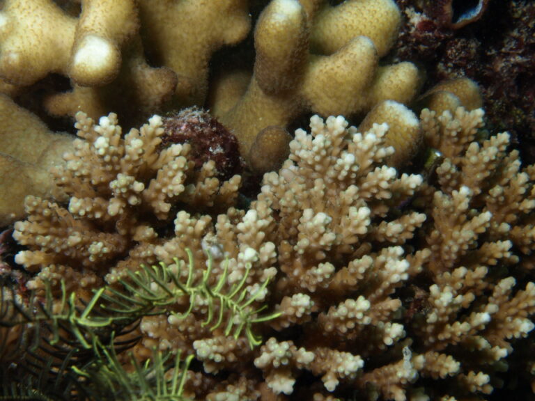 Alev Mercani Elseyi (Acropora elseyi) |commons:File:Acropora elseyi, Mer.JPG