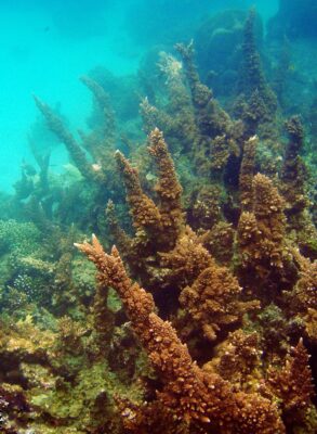Alev Mercani Florida (Acropora florida) |commons:File:Acropora-florida-4.jpg