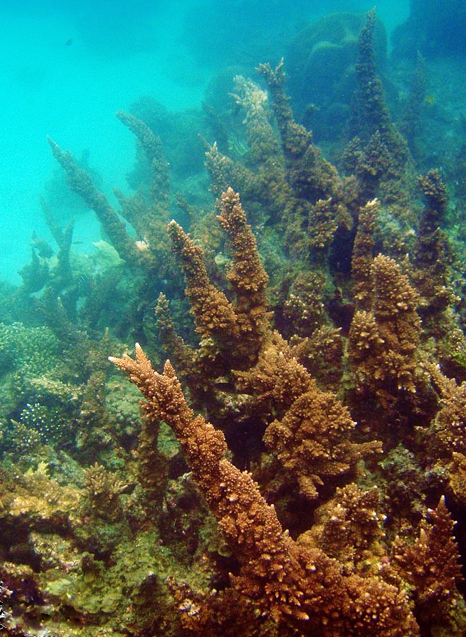 Alev Mercani Florida (Acropora florida) |commons:File:Acropora-florida-4.jpg