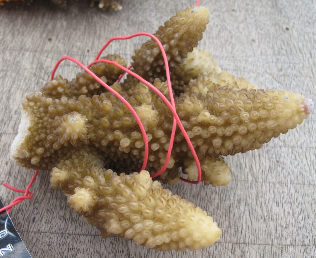 Alev Mercani Gemmifera (Acropora gemmifera) |commons:File:Acropora gemmifera, Mer.jpg