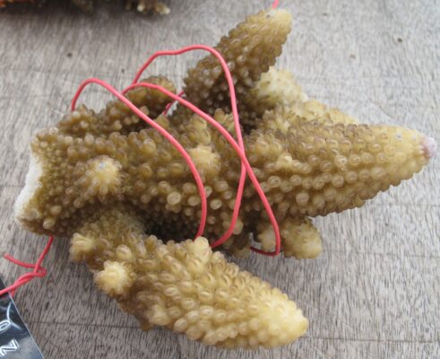 Alev Mercani Gemmifera (Acropora gemmifera) |commons:File:Acropora gemmifera, Mer.jpg