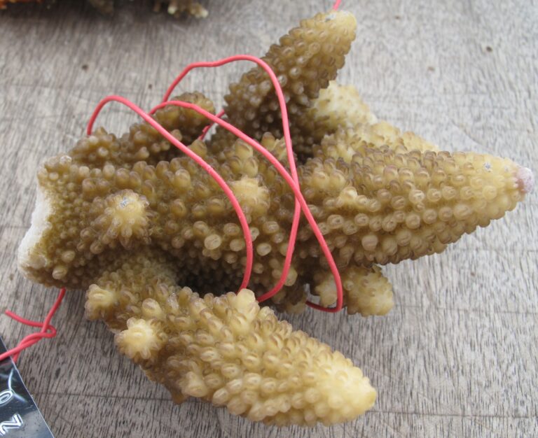 Alev Mercani Gemmifera (Acropora gemmifera) |commons:File:Acropora gemmifera, Mer.jpg