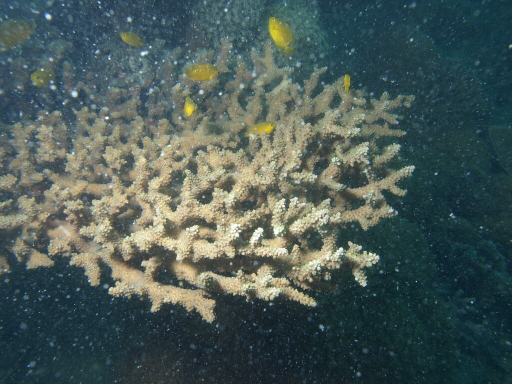 Alev Mercani Glauca (Acropora glauca) |commons:File:Acropora glauca, Poruma.JPG