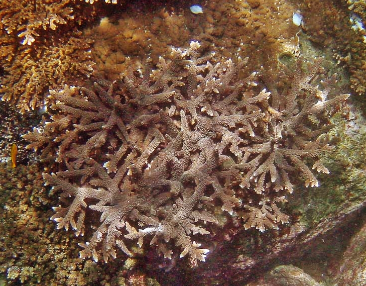 Alev Mercani Grandis (Acropora grandis) |commons:File:Acropora-grandis.jpg