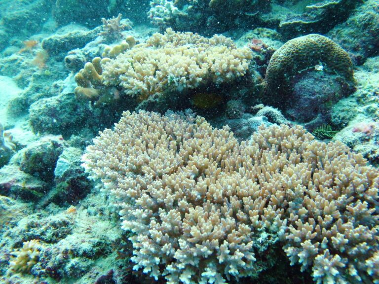 Alev Mercani Granulosa (Acropora granulosa) |commons:File:Acropora granulosa, Mer.jpg