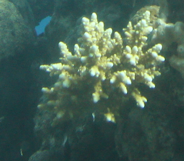 Alev Mercani Hemprichii (Acropora hemprichii) |commons:File:Acropora hemprichii 111966292.jpg