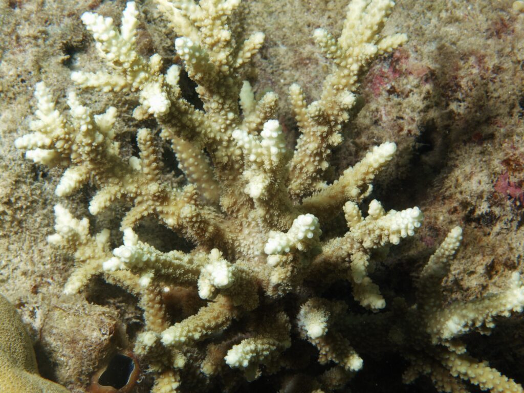 Alev Mercani Horrida (Acropora horrida) |commons:File:Acropora horrida, Poruma.JPG
