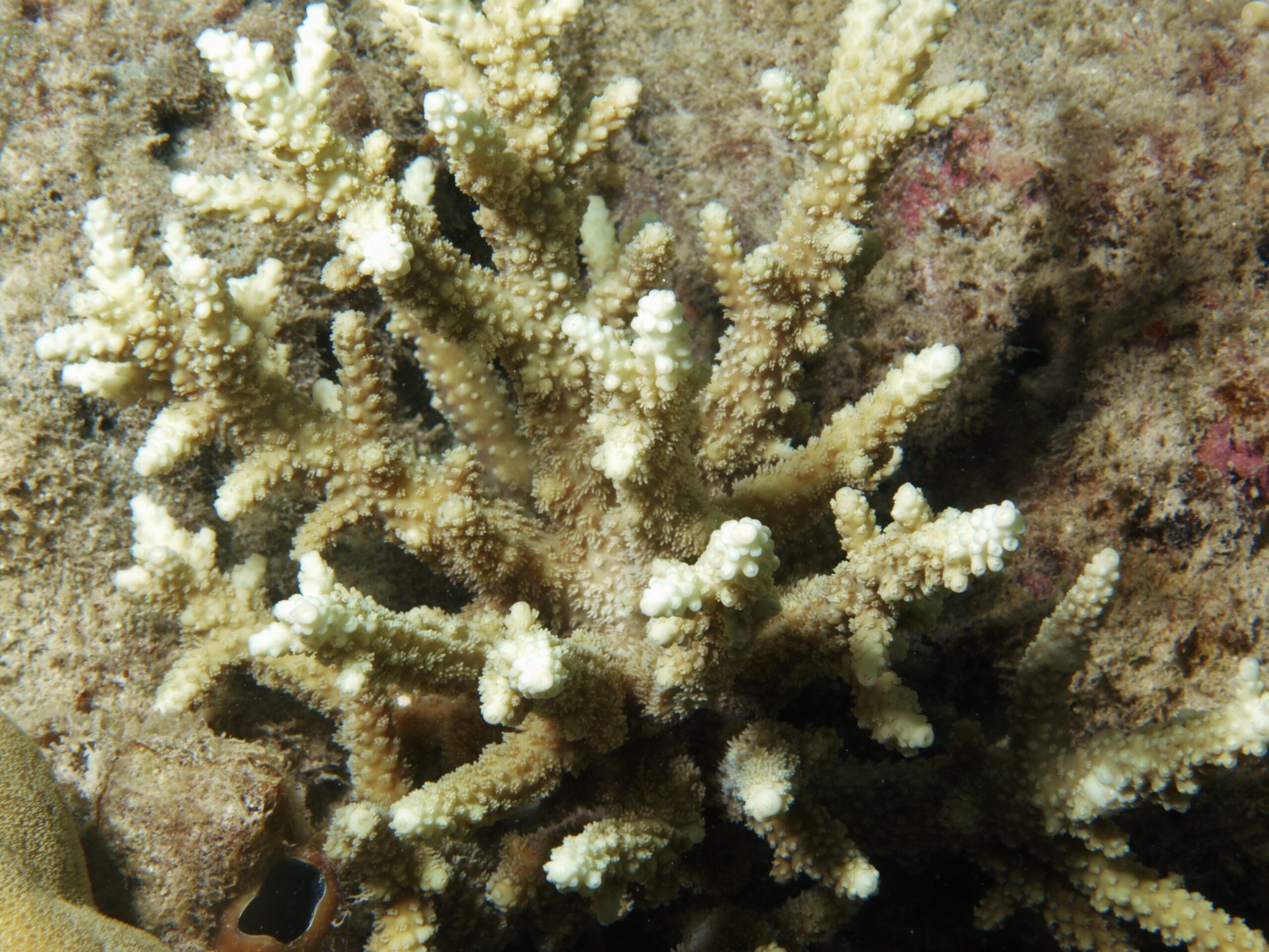 Alev Mercani Horrida (Acropora horrida) |commons:File:Acropora horrida, Poruma.JPG