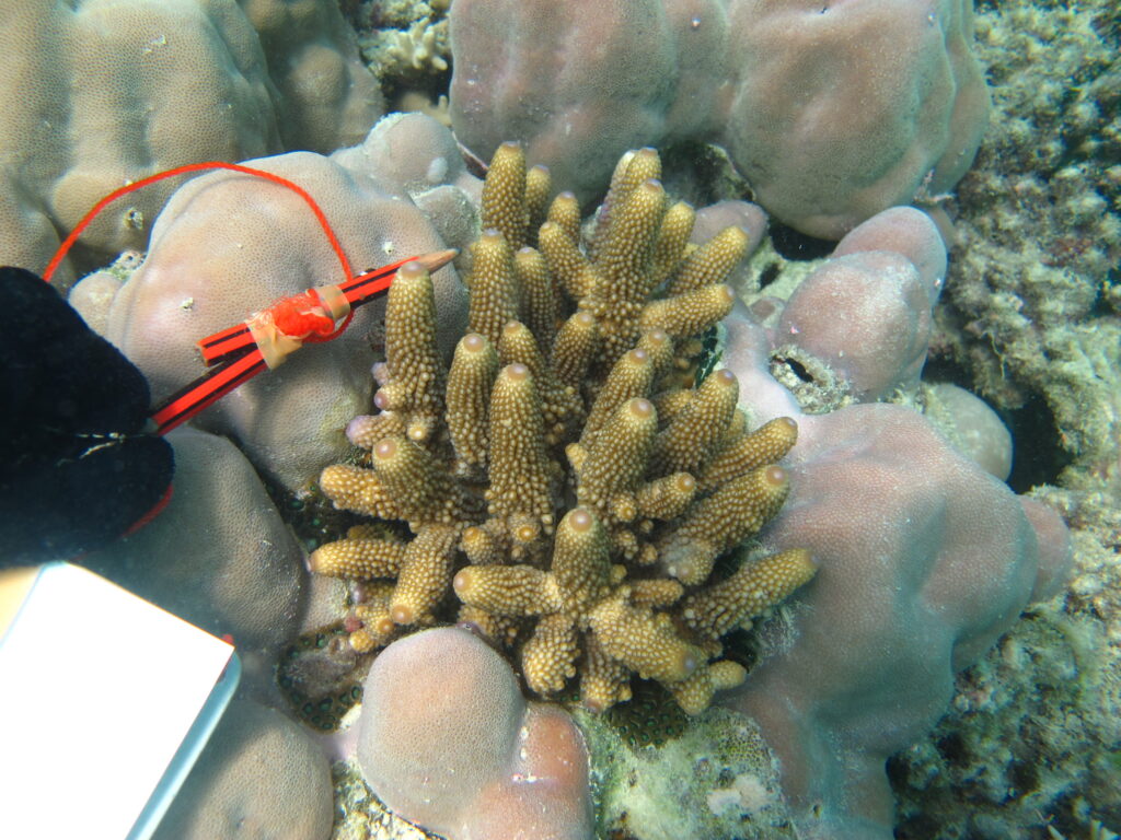 Alev Mercani Humilis (Acropora humilis) |commons:File:Acropora humilis, Poruma.jpg