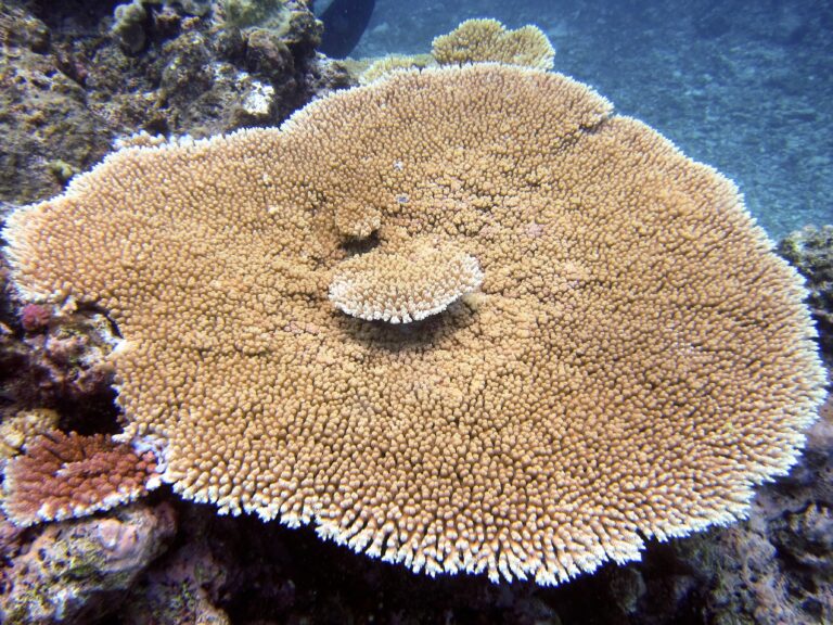 Alev Mercani Hyacinthus (Acropora hyacinthus) |commons:File:Acropora hyacinthus, Kelso Reef.jpg
