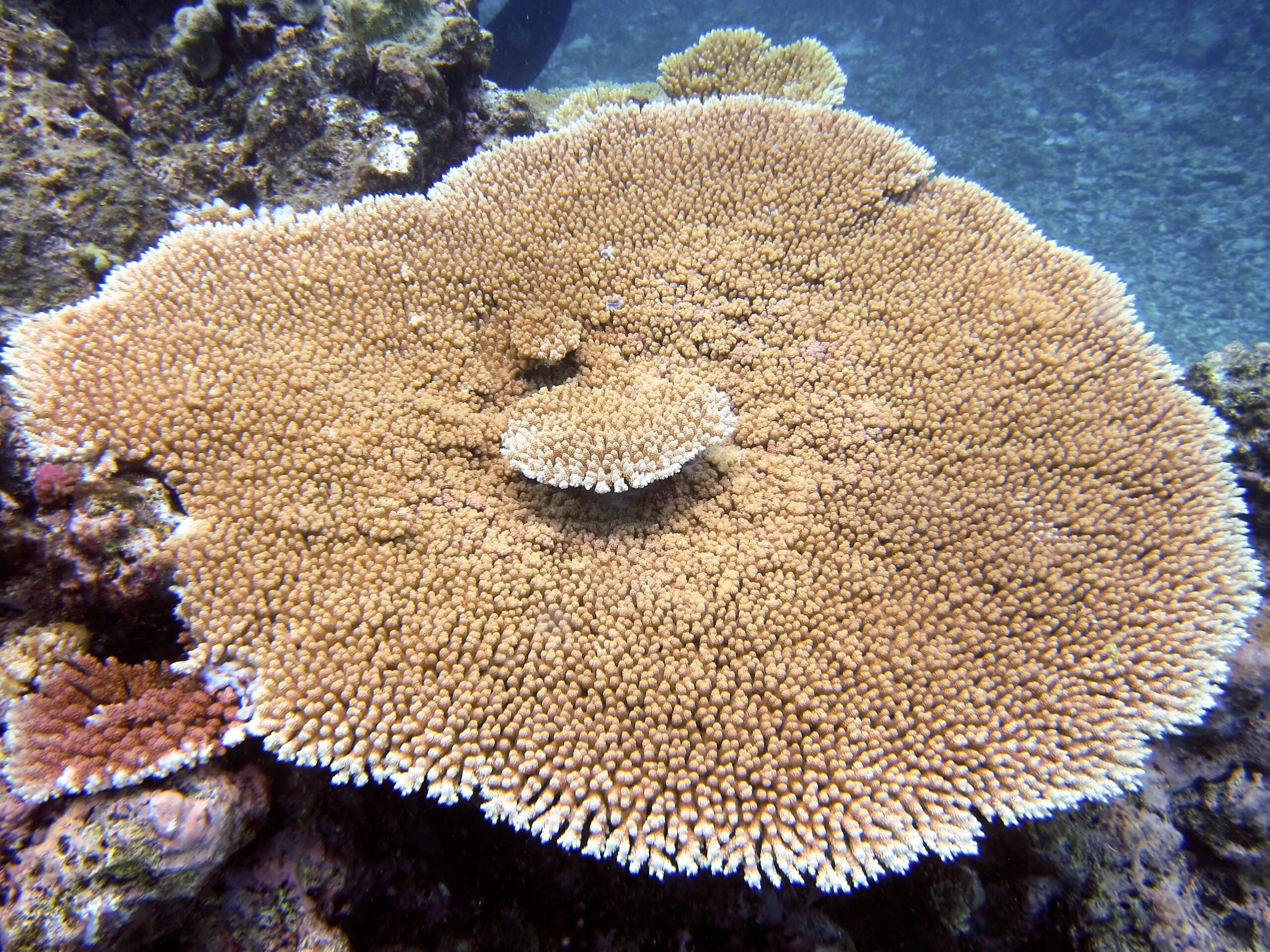 Alev Mercani Hyacinthus (Acropora hyacinthus) |commons:File:Acropora hyacinthus, Kelso Reef.jpg