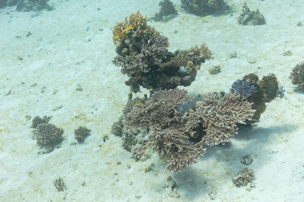 Alev Mercani Lamarcki (Acropora lamarcki) |commons:File:Coral (Acropora lamarcki), parque nacional Ras Muhammad, Egipto, 2022-03-26, DD 63.jpg
