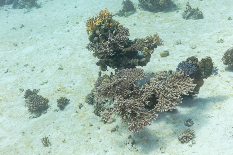 Alev Mercani Lamarcki (Acropora lamarcki) |commons:File:Coral (Acropora lamarcki), parque nacional Ras Muhammad, Egipto, 2022-03-26, DD 63.jpg
