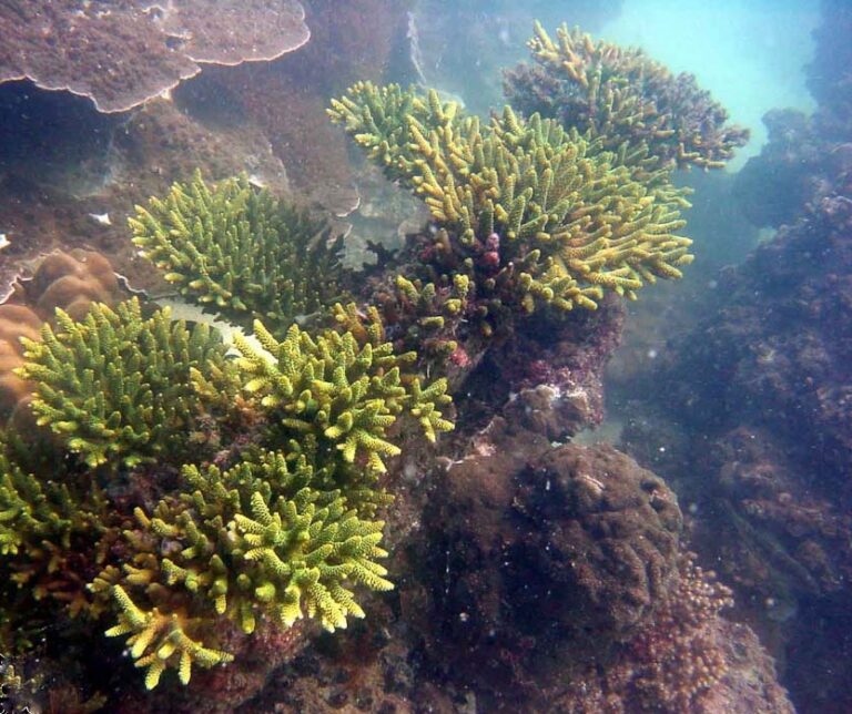 Alev Mercani Latistella (Acropora latistella) |commons:File:Acropora-latistella-2.jpg