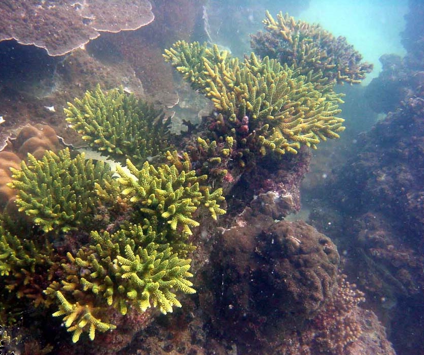 Alev Mercani Latistella (Acropora latistella) |commons:File:Acropora-latistella-2.jpg