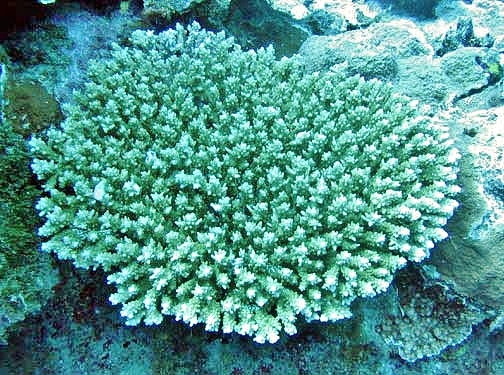 Alev Mercani Listeri (Acropora listeri) |commons:File:Acropora listeri, Samoa.jpg