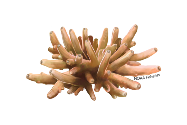 Alev Mercani Lokani (Acropora lokani) |commons:File:640x427-acropora-lokani.png