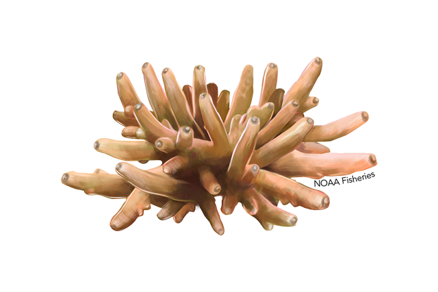 Alev Mercani Lokani (Acropora lokani) |commons:File:640x427-acropora-lokani.png