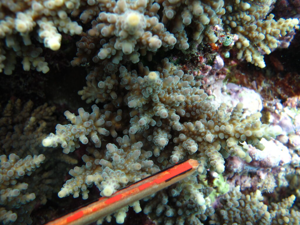 Alev Mercani Longicyathus (Acropora longicyathus) |commons:File:Acropora longicyathus, coralitos.JPG