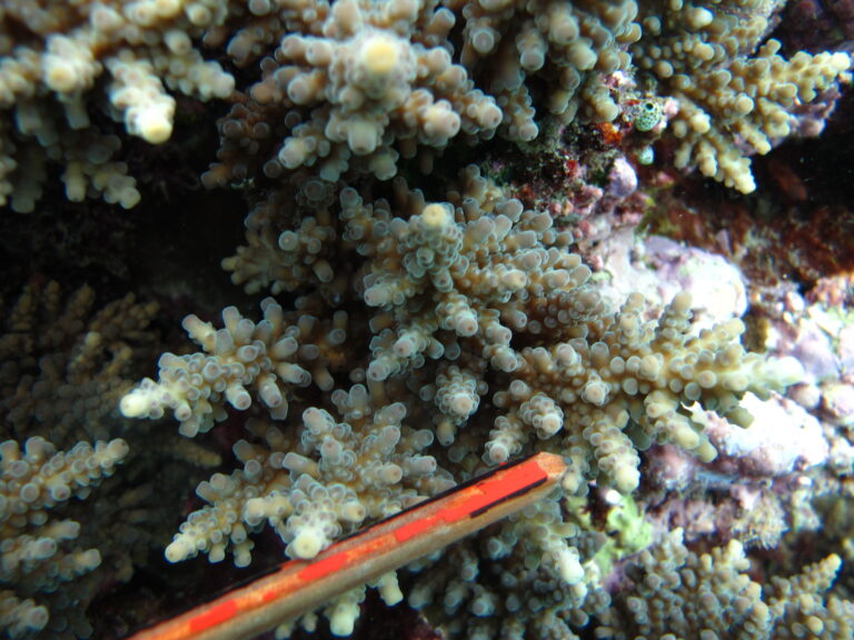 Alev Mercani Longicyathus (Acropora longicyathus) |commons:File:Acropora longicyathus, coralitos.JPG