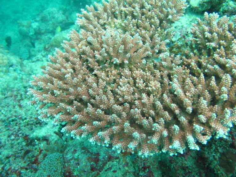 Alev Mercani Loripes (Acropora loripes) |commons:File:Acropora loripes, Mer.jpg